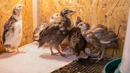Young turkeys huddle in cozy pen, evoking rustic homestead vibes, perfect for Thanksgiving...