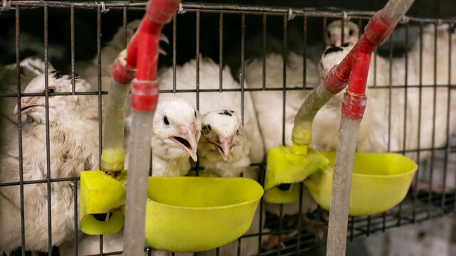 Caged white quails sip from neon-yellow troughs, Industrial Harmony Day symbolizing urbanizing agricultural roots with a modern twist