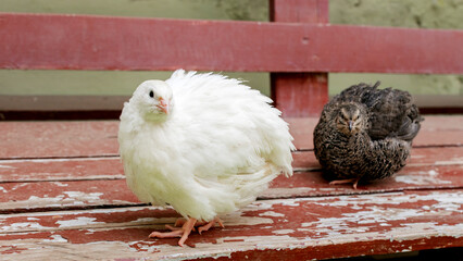 Fluffy quail duo rests serenely on rustic bench, embodying tranquility for National Poultry Day and quirky barnyard charm