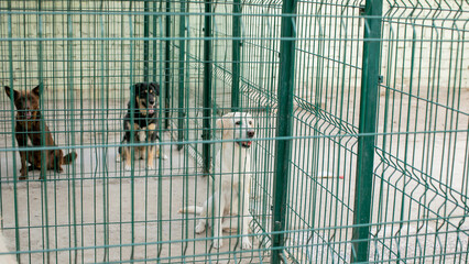 Three hopeful dogs await adoption behind green bars, embodying National Rescue Dog Day's pledge for second chances and wagging futures