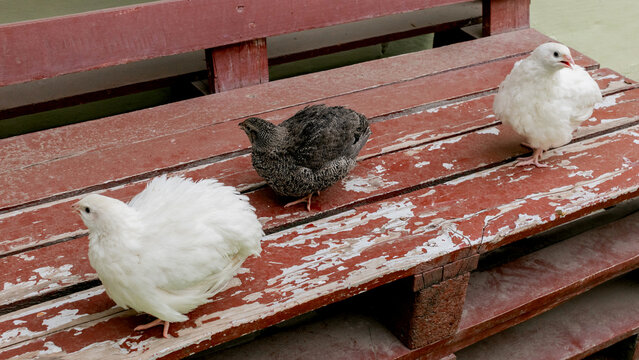 Three fluffy quail bask on weathered rustic bench, evoking World Quail Day's quiet celebration and eccentric avian appreciation