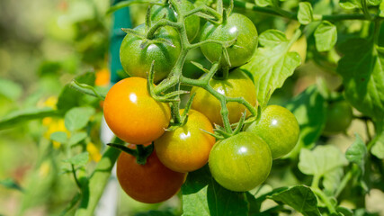 Ripe and verdant cherry tomatoes gleam under the sun, celebrating La Tomatina and invoking rustic...