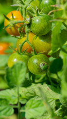 Lush green tomatoes bask in sunlit garden, echoing whispers of midsummer fertility rites and uncanny harvest superstitions