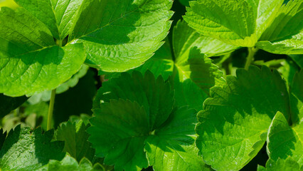 Lush emerald strawberry leaves bask in golden sunlight, whispering secrets of Earth Day renewal and...
