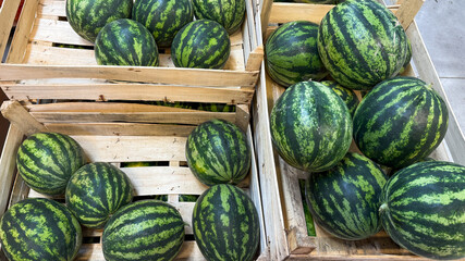 Crate-bound watermelons bask in verdant glory, evoking picnics under summer solstice skies and...