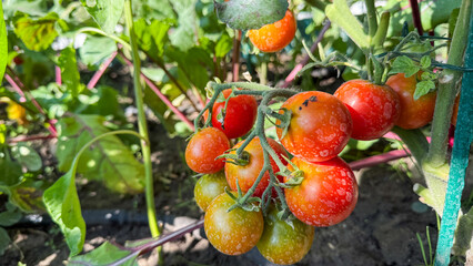 Sunlit dew-kissed tomatoes glisten like rubies, invoking the vibrant Harvest Home festival and ancient Mediterranean lore