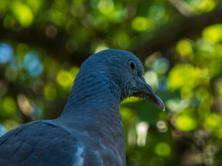 Young Wood Pigeon Perched on a Sunny Day