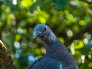 Wild Pigeon Staring Sideways on a Sunny Day