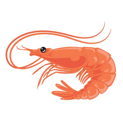 Cartoon shrimp illustration in bright red color isolated on white Great for seafood culinary design educational use fishing concepts ocean themes and healthy food projects