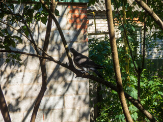 Pigeon Perched on a Tree Branch in a Courtyard.
