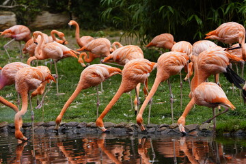 The American flamingo (Phoenicopterus ruber) is a large species of flamingo native to the West Indies, northern South America (including the Galápagos Islands) and the Yucatan Peninsula. Walsrode Bird © guentermanaus