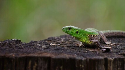 Green and brown lizard sitting on a tree stump in spring.