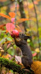 Obraz premium Squirrel eating a red fruit in autumn forest