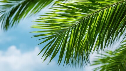 Fototapeta premium Lush Palm Fronds Against a Bright Blue Sky: Tropical Paradise, Summer Vacation, and Exotic Destination
