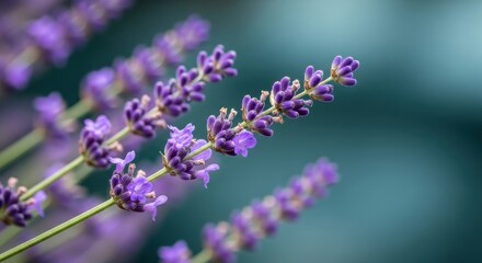 Obraz premium Close up of purple lavender flowers in soft focus background