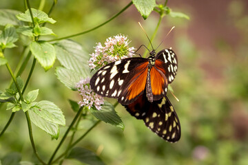 Exotic butterfly Heliconius hecale in tropical forest on leaf.