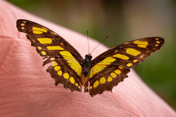 Beautiful butterfly Neptis hylas as biodiversity in nature.
