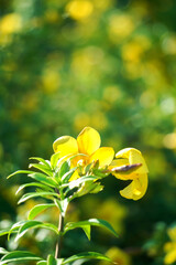 Fresh yellow flowers background of Allamanda, Common allamanda, Golden trumpet, Yellow bell (Allamanda Cathartica), green leaves and other blossom blur background.