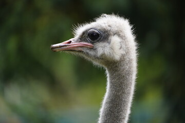 
The North African ostrich or red-necked ostrich (Struthio camelus camelus), also known as the Barbary ostrich, Struthionidae family. Walsrode Bird Park, Germany.