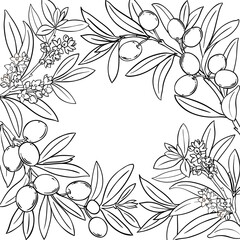 Olive Branch with Flowers, Berries and Leaves Outline Frame. Organic natural nutritional healthy food ingredient, vegetarian diet product. Vector isolated for design or decoration.