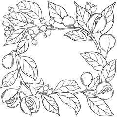 Nutmeg Branch with Flowers, Nuts and Leaves Outline Frame. Organic natural nutritional healthy food ingredient, vegetarian diet product. Vector isolated for design or decoration.