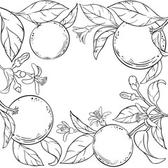 Orange Branch with Flowers, Fruits and Leaves Outline Frame. Organic natural nutritional healthy food ingredient, vegetarian diet product. Vector isolated for design or decoration.
