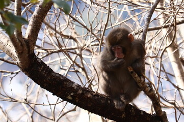 Baby Japanese Macaque Sitting on Tree Branch
	•	木の枝に座る子ザル（ニホンザル