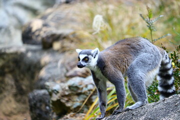 Ring-tailed Lemur Standing on Rock
	•	岩の上に立つワオキツネザル