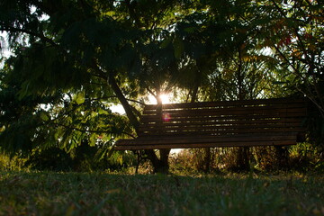 Naklejka premium Peaceful Solitude: Wooden Bench Under a Tree During Golden Hour