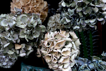Bouquet d'hortensias séchés