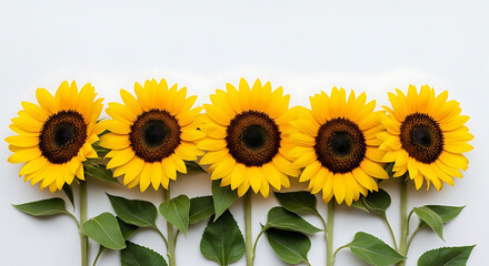 Five vibrant sunflowers arranged in a row against a clean white background.