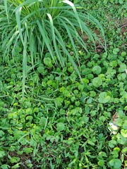 green plant in the garden