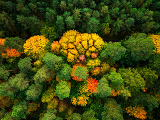Top down view of yellow forest in autumn.