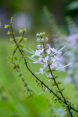 Orthosiphon aristatus is a small herbaceous plant with serrated leaf margins and a tufted inflorescence, with a twilight, umbrella-like tip in the garden. It is an herb.