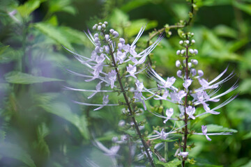 Orthosiphon aristatus is a small herbaceous plant with serrated leaf margins and a tufted inflorescence, with a twilight, umbrella-like tip in the garden. It is an herb.