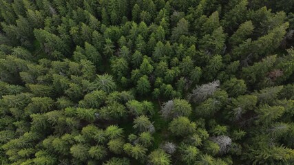 Old spruce forest with dead and dry trees showing effects of climate change and disease, dense mountain woodland in Romania