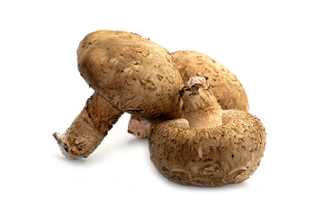 Fresh shiitake mushrooms placed on a white background.