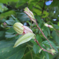 日本で夏にクサギが白い花を咲かせています