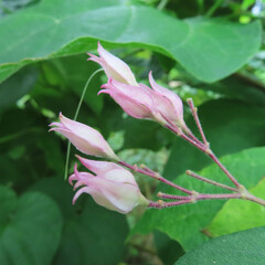 日本で夏にクサギが白い花を咲かせています