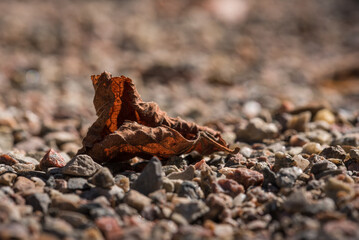 COLORFUL AUTUMN LANDSCAPE - Fallen yellowed leaves lie on the ground