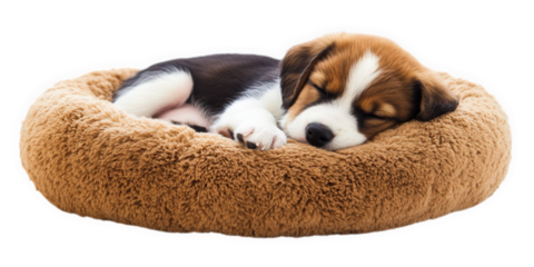Cute beagle puppy sleeping peacefully in a fluffy brown dog bed isolated on transparent background