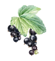 Black currant bunches and leaf isolated watercolor hand drawn illustration. Summer plant blackberries botanical clip art. Garden cassis fruits for cosmetic, packaging, card, textile, horticulture
