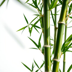 Serene bamboo stalks with vibrant green leaves create a zen and peaceful natural design element
