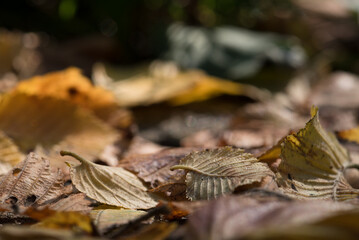COLORFUL AUTUMN LANDSCAPE - Fallen yellowed leaves lie on the ground