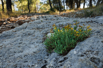Sedum amarillo en roca del camino en el parque natural sierra de Mariola, Alcoy, Espa&ntilde;a