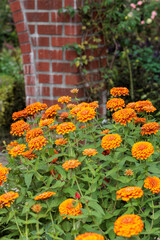 Neat orange zinnia flowers blooming in an autumn garden.