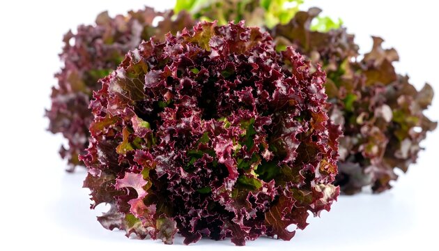 Close-up of vibrant red lettuce heads