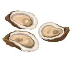 Fresh Oysters Illustration