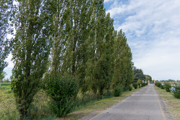 A paved path, light gray in color, stretches through a landscape lined with tall, slender trees