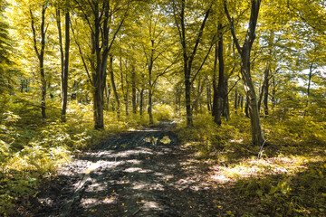 Obraz premium ​A path covered in fallen yellow leaves leads into the depths of a forest filled with bright autumn colors. Sunlight filters through the tree crowns, creating a magical play of light and shadow on the